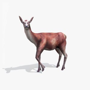 3d deer animation model