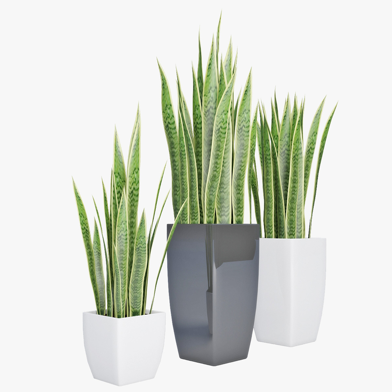 sansevieria max