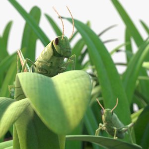 fbx rigged grasshoppers grass field