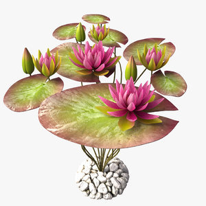 lily water pink 3d x