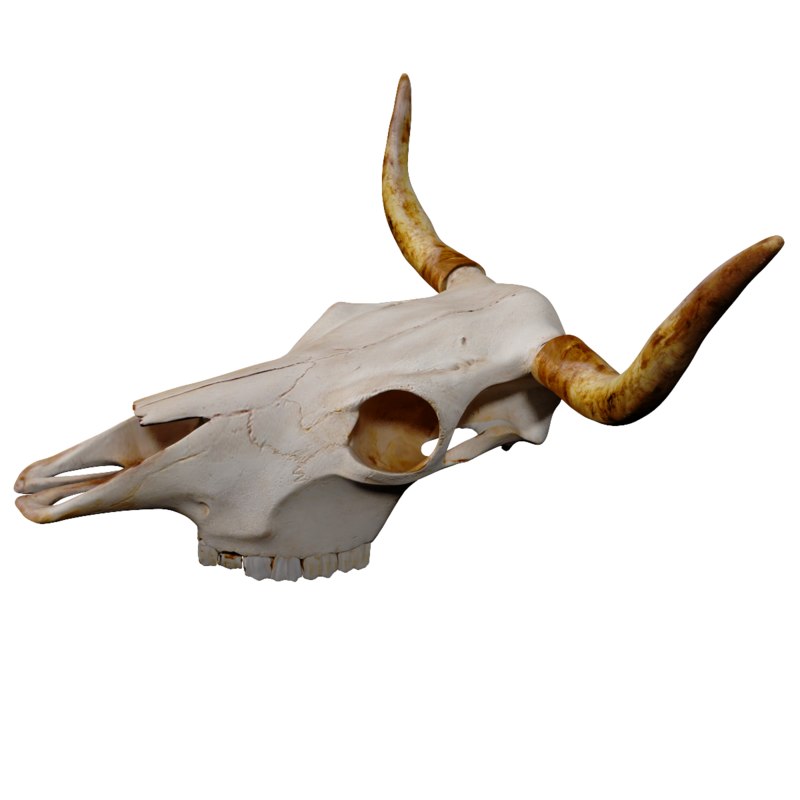 3d Bull Skull Model