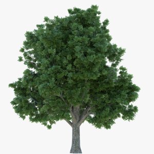 box elder tree 3d model