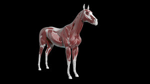 anatomy horse ma