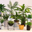 3d model plants