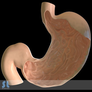 stomach medical 3d model
