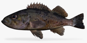 black rockfish 3d model