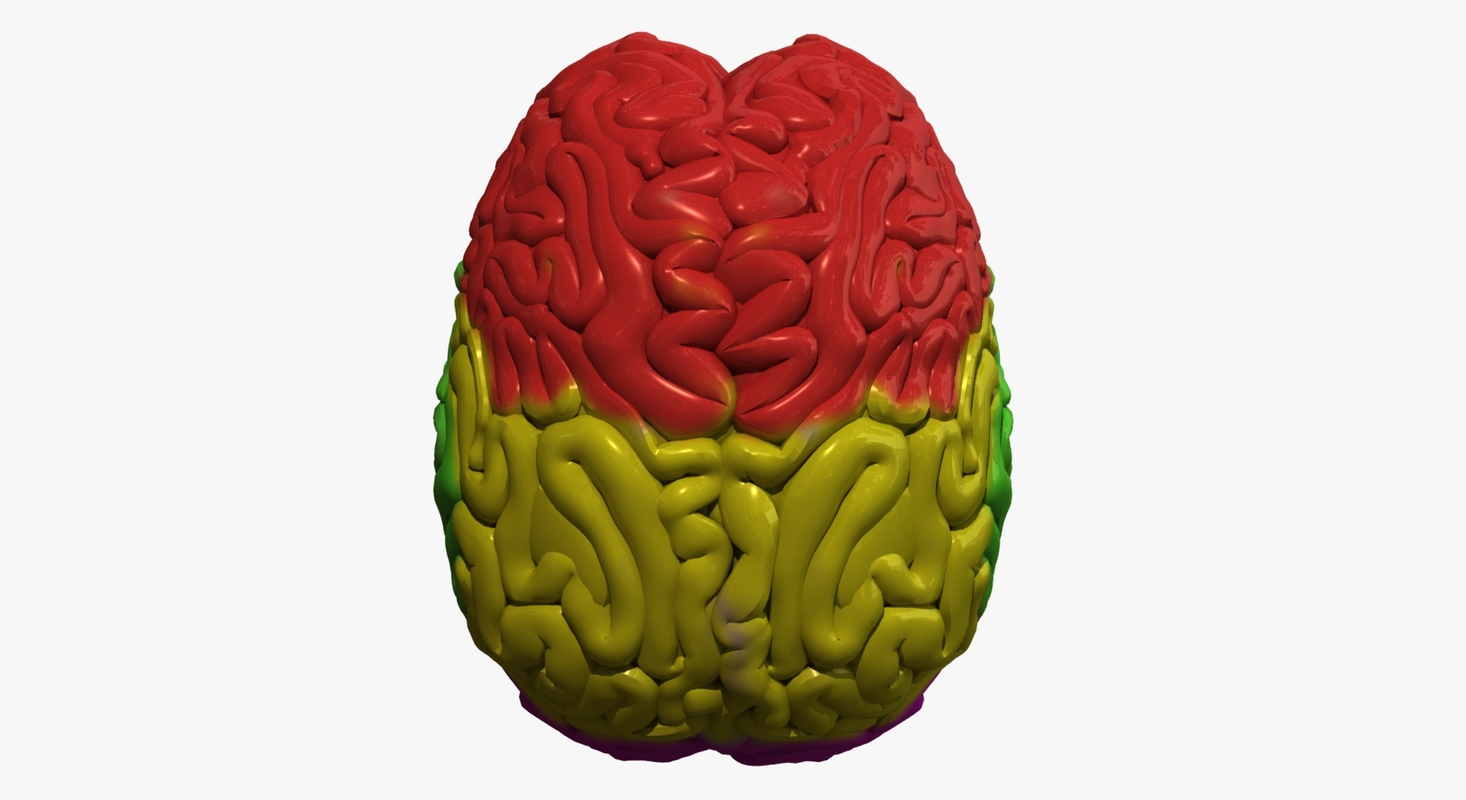 3d human brain regions