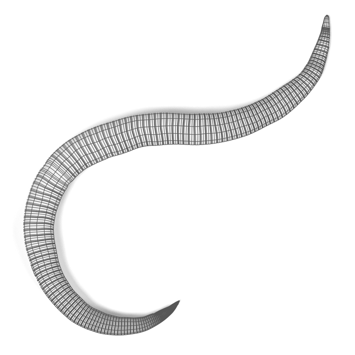 roundworm (ascaris lumbricoides)