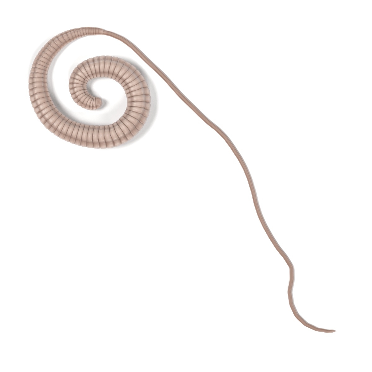  Trichuris Trichiura 3D TurboSquid 1040972
