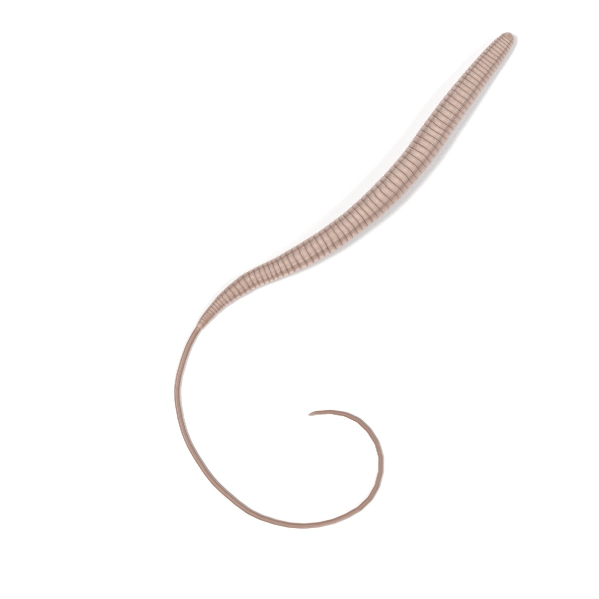  Trichuris Trichiura 3D TurboSquid 1040972