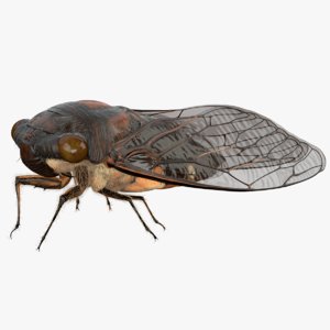 rigged cicada 3d model