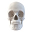 3d male skeleton model