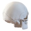 3d male skeleton model