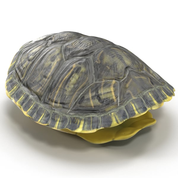 3d turtle shells