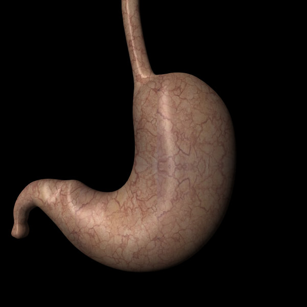 3d胃模型