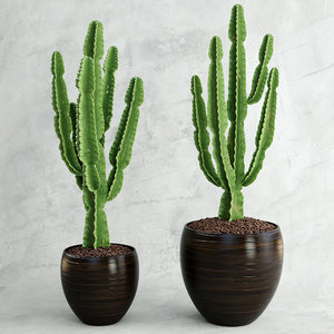 cactus obj
