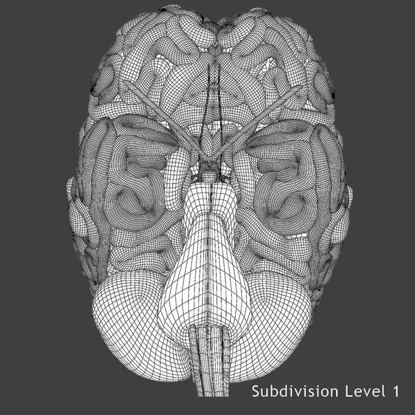 human skull brain ma