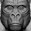 3d model gorilla head animal