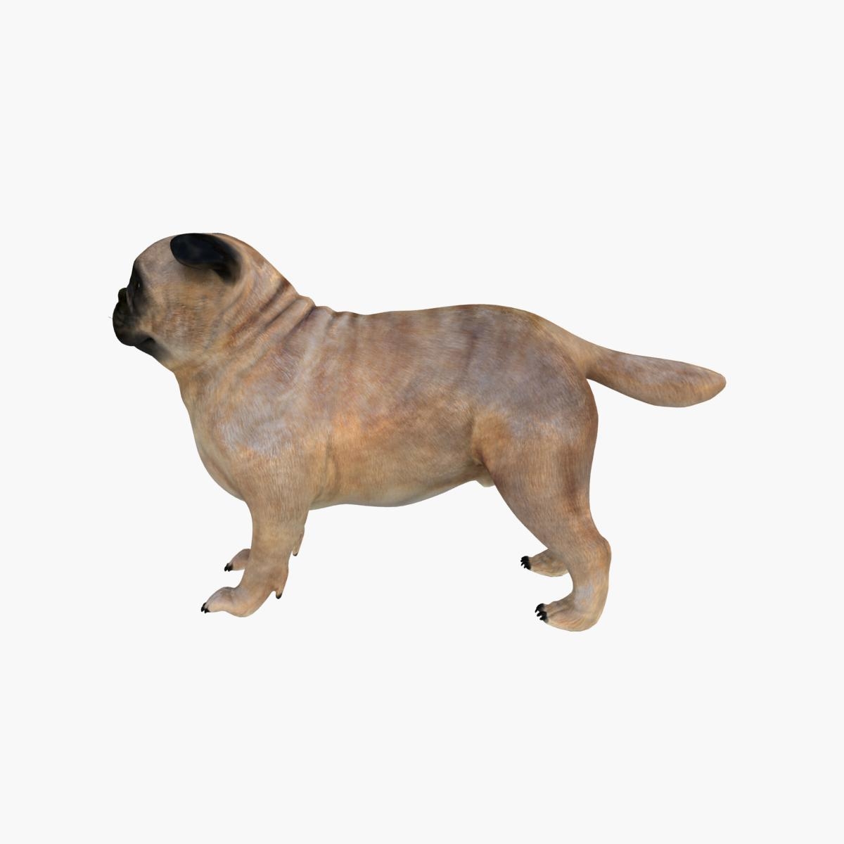 3d pug dog