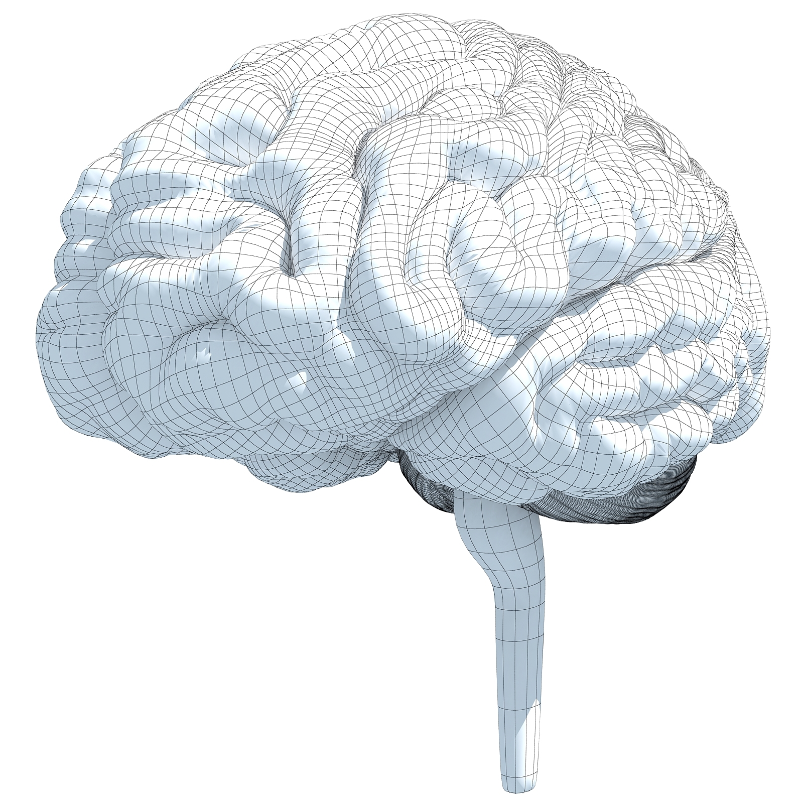 printable human brain printing 3d obj