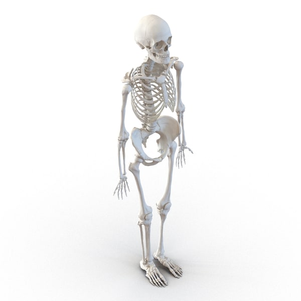 3d human male female skeletons model