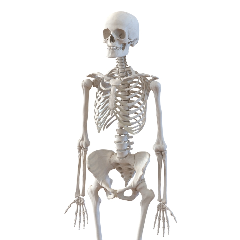 3d human male female skeletons model