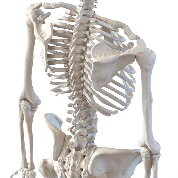 3d human male female skeletons model