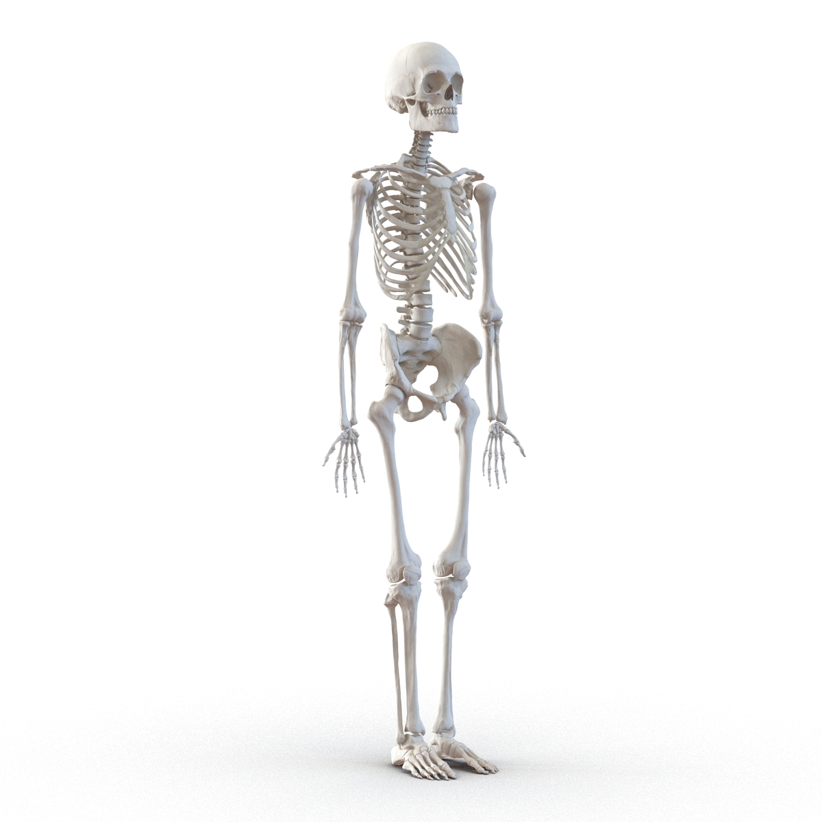 3d human male female skeletons model