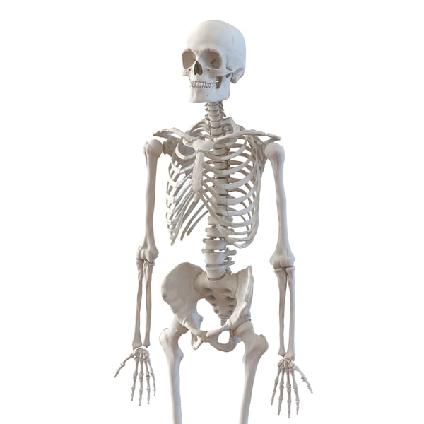 3d human male female skeletons model