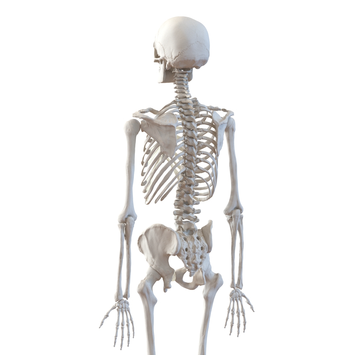 3d human male female skeletons model