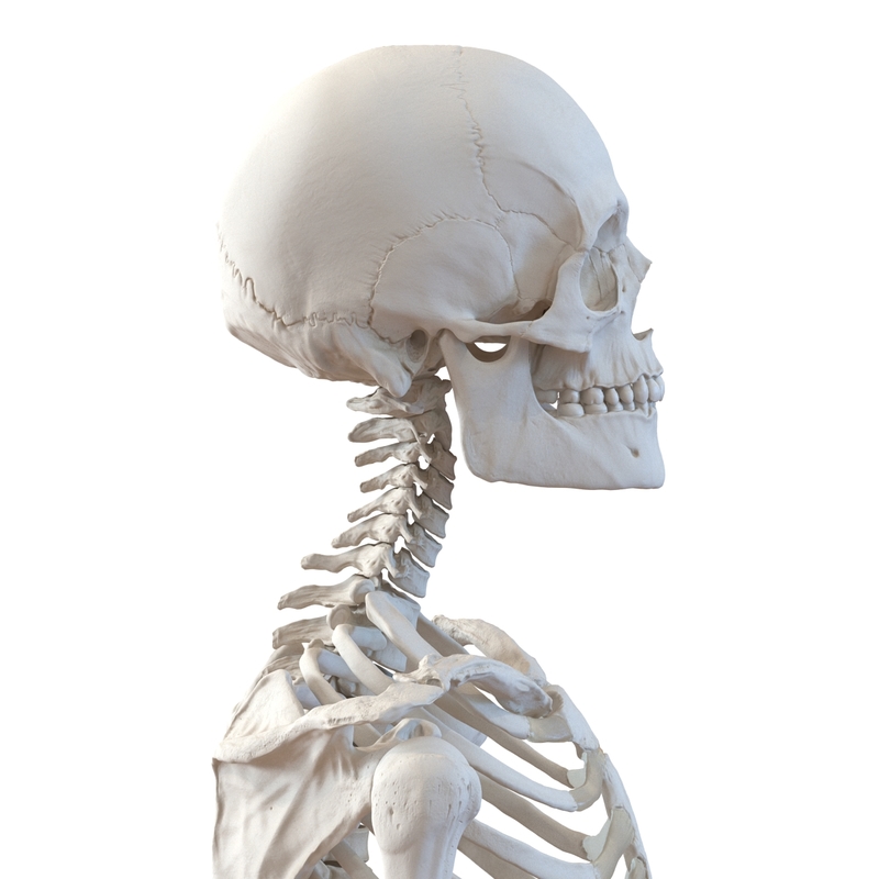 3d human male female skeletons model