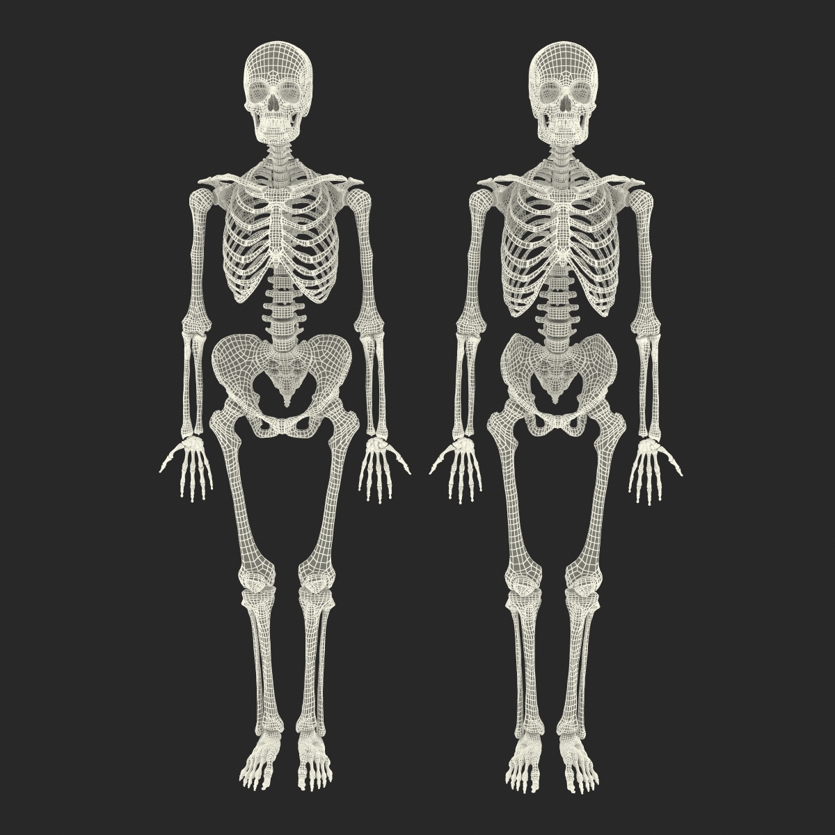 3d Human Male Female Skeletons Model