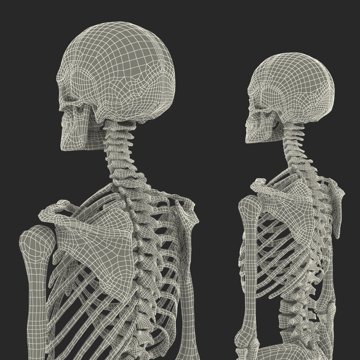 human male and female skeletons collection