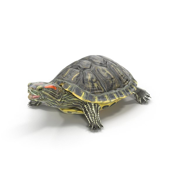 3d turtles 2 modeled