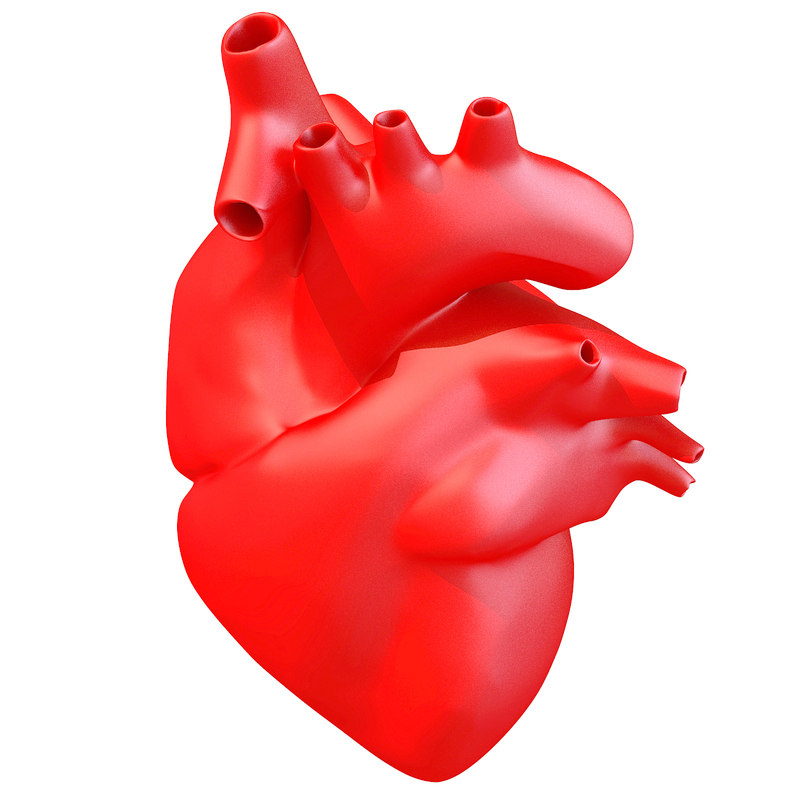 3d model print-ready human heart printing