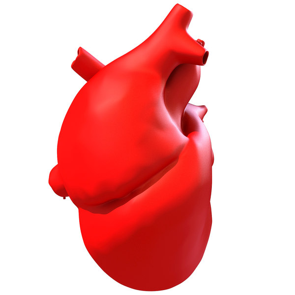 3d model print-ready human heart printing