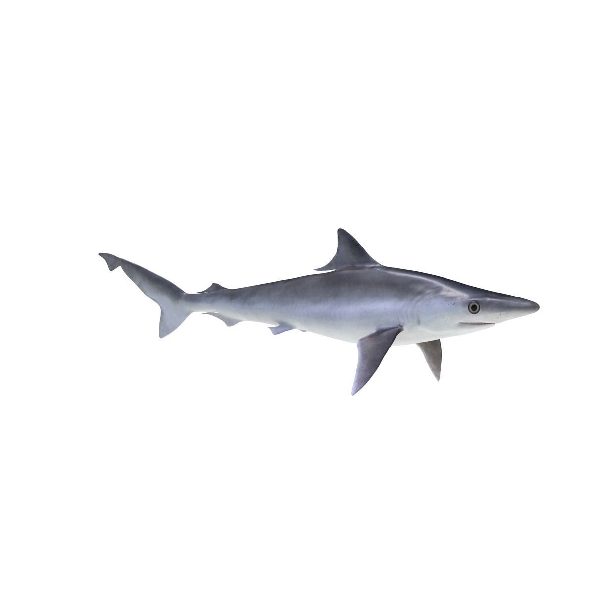 3D sharks rigged 10 - TurboSquid 1514362