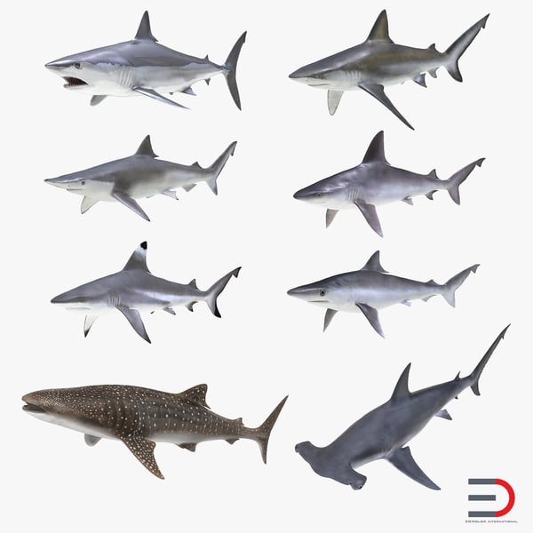 3d model whale shark