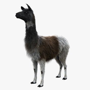 3d model llama fur