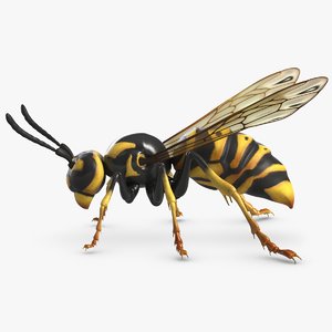 wasp 3d model