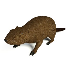 north beaver rigged 3d 3ds