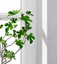 fig plants 3d model