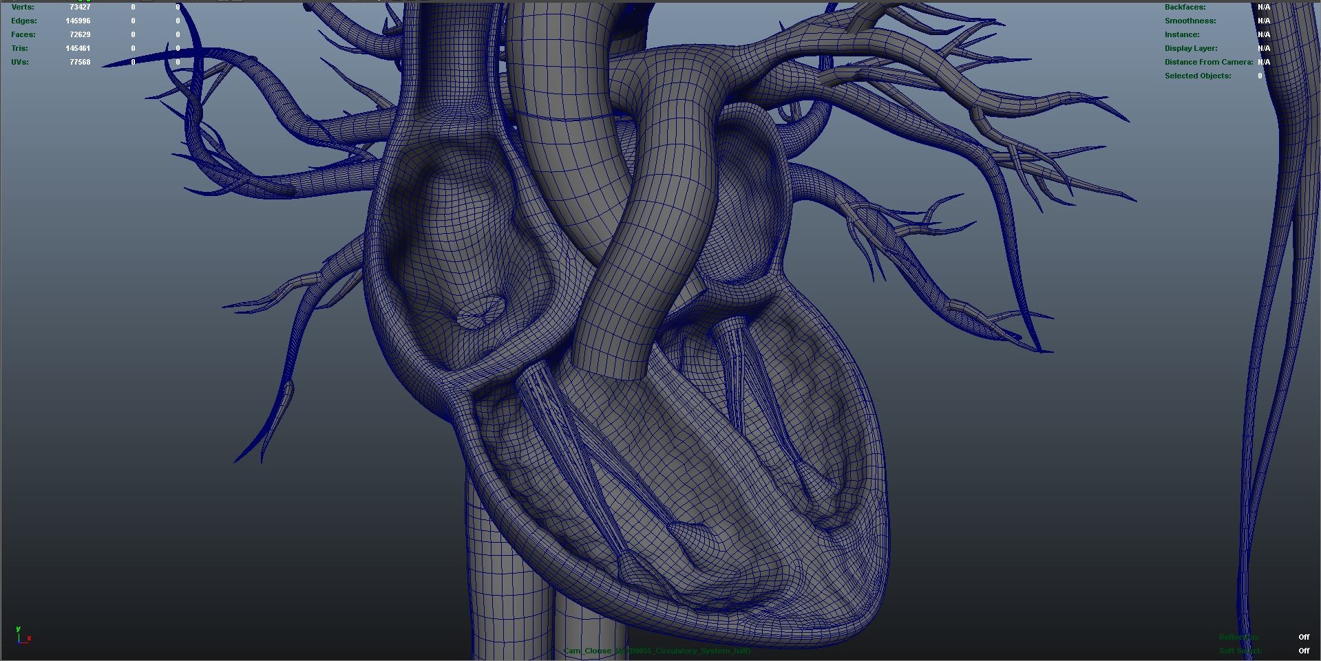 circulatory anatomy 3d obj