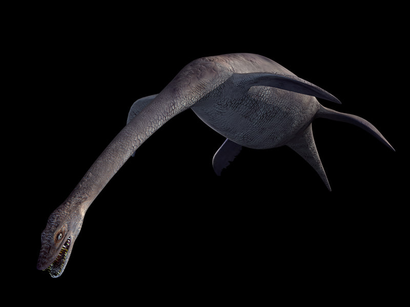a plesiosaurus