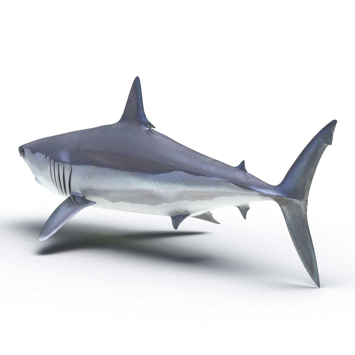 sharks rigged collection 9 for cinema 4d3d模型