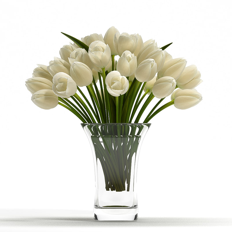 white tulip  flowers 3d  model 