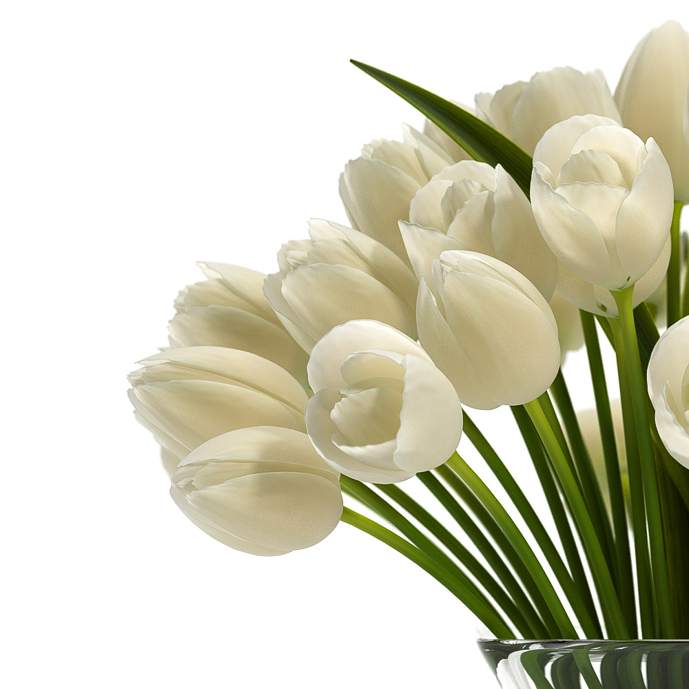 郁金香花3d模型