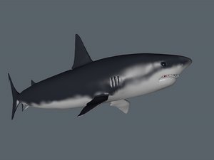 3d white shark model