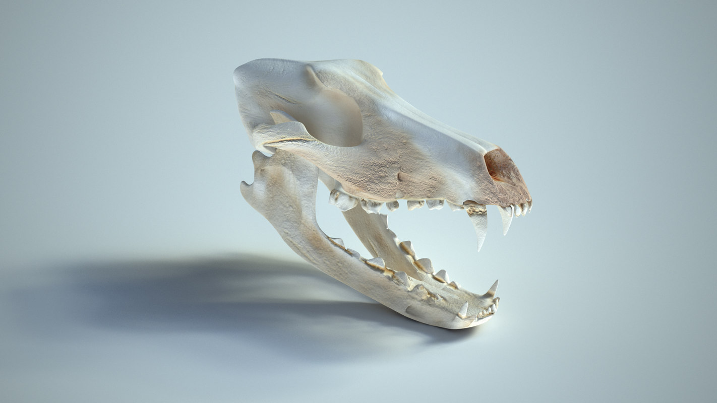 Wolf Skull Conservation And Research Image