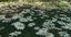 arnold forest pond chamomile ma